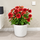 Mums (Chrysanthemum)