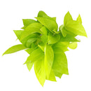 neon pothos, neon pothos care, neon pothos plant, neon pothos near me, epipremnum aureum neon, pothos plants, pothos plants for sale, pothos plants near me, Holiday houseplant decor ideas