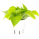 neon pothos, neon pothos care, neon pothos plant, neon pothos near me, epipremnum aureum neon, pothos plants, pothos plants for sale, pothos plants near me, Holiday houseplant decor ideas