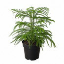 4 inch Soft needle-like leaves tree, Mini Christmas tree, Easy-care houseplant, Long-living houseplant