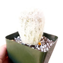 Peruvian Old Man Cactus - Espostoa lanata