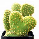 Opuntia microdasys f. monstrosa 'Crazy Bunny Ears'