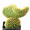 Opuntia microdasys f. monstrosa 'Crazy Bunny Ears'