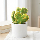 Opuntia microdasys f. monstrosa 'Crazy Bunny Ears'