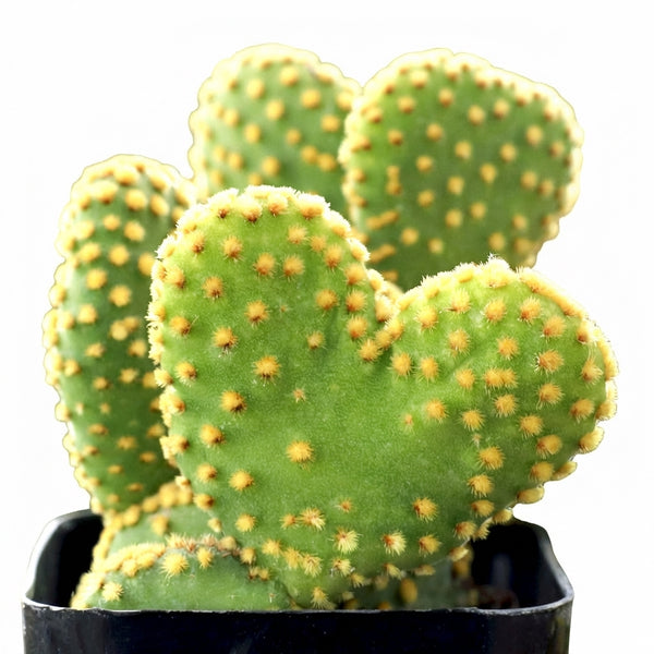 Opuntia ‘Crazy Bunny Ears’ – Rare Monstrose Cactus