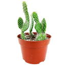 Hairy Roger Cactus