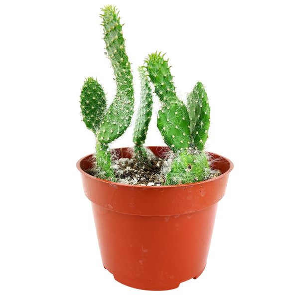 Hairy Roger Cactus