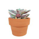 Painted Echeveria Nodulosa 'Benitsukasa'