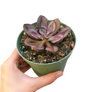 Painted Echeveria Nodulosa 'Benitsukasa'