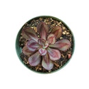 Painted Echeveria Nodulosa 'Benitsukasa'