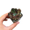 Painted Echeveria Nodulosa 'Benitsukasa'