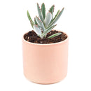 Panda Plant - Kalanchoe tomentosa