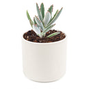 Panda Plant - Kalanchoe tomentosa