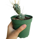 Paper Spine Cactus - Tephrocactus articulatus var. papyracanthus