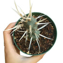 Paper Spine Cactus - Tephrocactus articulatus var. papyracanthus