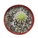 Peanut Cactus - Echinopsis chamaecereus