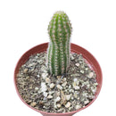 Peanut Cactus - Echinopsis chamaecereus