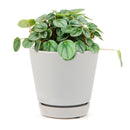 peperomia little toscani, peperomia little toscani care, peperomia little toscani plant, peperomia little toscani care for sale, buy Peperomia Little Toscani online