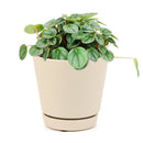 peperomia little toscani, peperomia little toscani care, peperomia little toscani plant, peperomia little toscani care for sale, buy Peperomia Little Toscani online