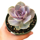 Buy an 8-pack of Echeveria Perle von Nurnberg live plants online. Each plant forms an elegant rosette of lavender, pink, and blue-green leaves. Easy to care for, they thrive in bright light, well-draining soil, and occasional watering.