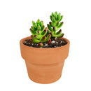buy pink jelly bean sedum - sedum rubrotinctum live plant 2 inch online, non variegated form with vibrant green succulent leaves developing bold red tips when sun stressed, clusters of small star shaped yellow flowers may appear in spring, spreading trailing habit adds lush texture to containers and arrangements, thrives in dry conditions and tolerates heat well, a bold and lively bohemian accent for desks windowsills or outdoor pots, a unique and lasting gift for succulent enthusiasts
