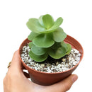 Portulaca Molokiniensis