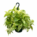 8" pot pothos 'marble queen' live houseplant for sale, black eco pot, mature lush trailing vines densely covered in cream-marbled glossy foliage, air-purifying hard-to-kill tropical houseplant, bold modern display for shelves or hanging hooks, exceptional gift for any plant enthusiast