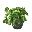 8" pot pothos 'marble queen' live houseplant for sale, black eco pot, mature lush trailing vines densely covered in cream-marbled glossy foliage, air-purifying hard-to-kill tropical houseplant, bold modern display for shelves or hanging hooks, exceptional gift for any plant enthusiast