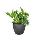 8" pot pothos 'marble queen' live houseplant for sale, black eco pot, mature lush trailing vines densely covered in cream-marbled glossy foliage, air-purifying hard-to-kill tropical houseplant, bold modern display for shelves or hanging hooks, exceptional gift for any plant enthusiast