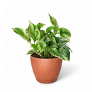 8" pot pothos 'marble queen' live houseplant for sale, black eco pot, mature lush trailing vines densely covered in cream-marbled glossy foliage, air-purifying hard-to-kill tropical houseplant, bold modern display for shelves or hanging hooks, exceptional gift for any plant enthusiast