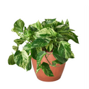 8" pot pothos 'marble queen' live houseplant for sale, black eco pot, mature lush trailing vines densely covered in cream-marbled glossy foliage, air-purifying hard-to-kill tropical houseplant, bold modern display for shelves or hanging hooks, exceptional gift for any plant enthusiast