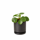 buy Pilea Peperomioides 'Chinese Money' live houseplant 6" black eco pot online, full canopy of round waxy deep green leaves on woody upright stem, sculptural architectural profile, easy-care propagates freely, pet-friendly non-toxic safe for all households, contemporary indoor plant decor centerpiece, a cherished prosperity and good luck gift