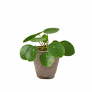 buy Pilea Peperomioides 'Chinese Money' live houseplant 6" black eco pot online, full canopy of round waxy deep green leaves on woody upright stem, sculptural architectural profile, easy-care propagates freely, pet-friendly non-toxic safe for all households, contemporary indoor plant decor centerpiece, a cherished prosperity and good luck gift