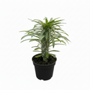 buy pachypodium 'lamerei' (madagascar palm) live houseplant 4" pot online, imposing spiny silver trunk with characteristic swelling base, fresh green leathery leaves at growing apex, narrow upright tree-like habit, decades-long lifespan with minimal care, bold desert-inspired architectural accent for floor or large shelf displays, rare and cherished gift for plant lovers of all levels