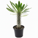 buy pachypodium 'lamerei' (madagascar palm) live houseplant 4" pot online, imposing spiny silver trunk with characteristic swelling base, fresh green leathery leaves at growing apex, narrow upright tree-like habit, decades-long lifespan with minimal care, bold desert-inspired architectural accent for floor or large shelf displays, rare and cherished gift for plant lovers of all levels