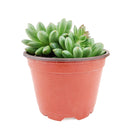 buy pachyveria 'jewel tones' live succulent 4 inch online, lush mint green rosette with sun-stress pink leaf tips, slow-growing compact succulent with waxy farina surface, non-toxic pet-safe and beginner-friendly