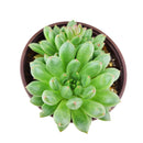 buy pachyveria 'jewel tones' live succulent 4 inch online, lush mint green rosette with sun-stress pink leaf tips, slow-growing compact succulent with waxy farina surface, non-toxic pet-safe and beginner-friendly