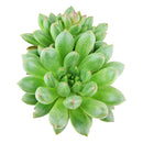 buy pachyveria 'jewel tones' live succulent 4 inch online, lush mint green rosette with sun-stress pink leaf tips, slow-growing compact succulent with waxy farina surface, non-toxic pet-safe and beginner-friendly