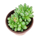 buy pachyveria 'jewel tones' live succulent 4 inch online, lush mint green rosette with sun-stress pink leaf tips, slow-growing compact succulent with waxy farina surface, non-toxic pet-safe and beginner-friendly