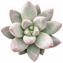 Pachyveria 'Bea'