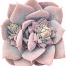 Pachyveria 'Calypso'
