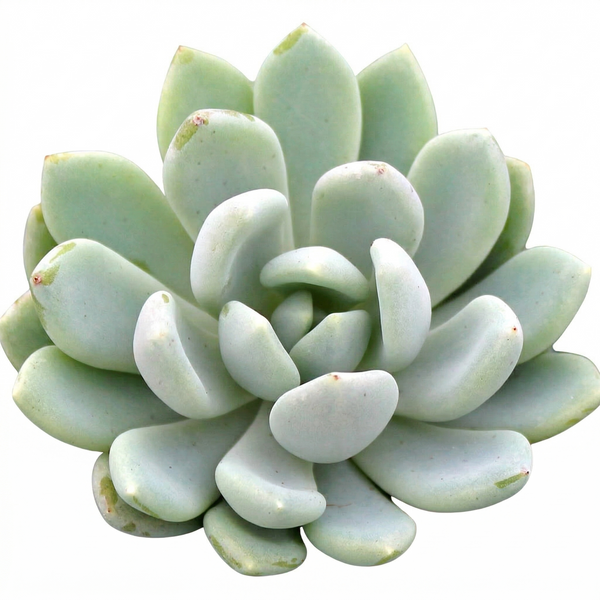 jeweled crown succulent Pachyveria 'Clavifolia - Easy Care Succulent