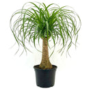 buy palm ponytail live houseplant 8" pot black eco pot online, spectacular mature succulent tree with a dense fountain of long dark green leaves and a prominent water-storing caudex, upright architectural form, thrives in direct or bright indirect light, drought tolerant and long-lived, an unforgettable floor plant gift for any home