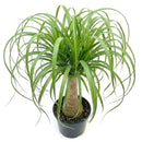 buy palm ponytail live houseplant 8" pot black eco pot online, spectacular mature succulent tree with a dense fountain of long dark green leaves and a prominent water-storing caudex, upright architectural form, thrives in direct or bright indirect light, drought tolerant and long-lived, an unforgettable floor plant gift for any home
