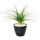buy palm ponytail live houseplant 8" pot black eco pot online, spectacular mature succulent tree with a dense fountain of long dark green leaves and a prominent water-storing caudex, upright architectural form, thrives in direct or bright indirect light, drought tolerant and long-lived, an unforgettable floor plant gift for any home