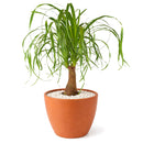 buy palm ponytail live houseplant 8" pot black eco pot online, spectacular mature succulent tree with a dense fountain of long dark green leaves and a prominent water-storing caudex, upright architectural form, thrives in direct or bright indirect light, drought tolerant and long-lived, an unforgettable floor plant gift for any home