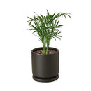 neanthe bella palm, neanthe bella palm care, full grown neanthe bella palm, neanthe bella palm watering, neanthe bella palm light requirements