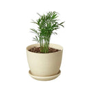 neanthe bella palm, neanthe bella palm care, full grown neanthe bella palm, neanthe bella palm watering, neanthe bella palm light requirements
