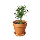 neanthe bella palm, neanthe bella palm care, full grown neanthe bella palm, neanthe bella palm watering, neanthe bella palm light requirements