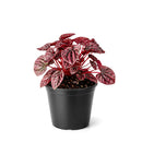 4" pot peperomia 'ripple red' live houseplant for sale, stunning corrugated red-burgundy leaf texture, lush mounding tropical form, thrives in indirect light with minimal watering, low fuss and long-lived houseplant, adds vibrant earthy warmth to any room, a perfect gift for collectors and beginners alike
